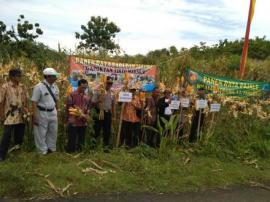 PANEN RAYA JAGUNG GAPOKTAN TIRTO MAKMUR GIRITIRTO 